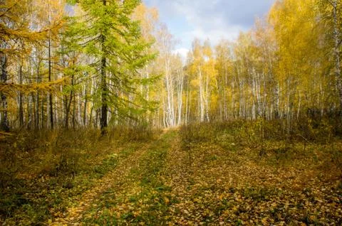 Autumn forest 库存照片