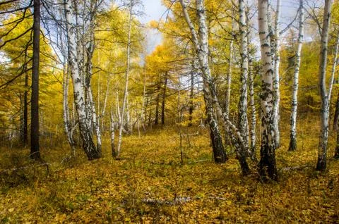 Autumn forest 库存照片