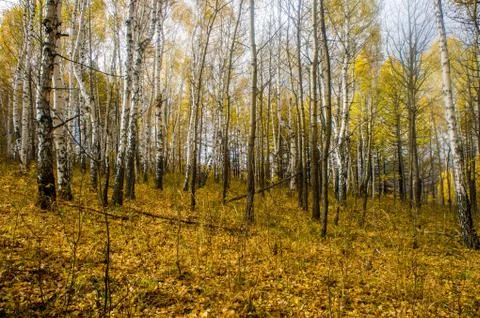 Autumn forest 库存照片