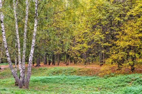 Autumn forest Stock Photos