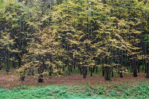 Autumn forest 스톡 사진