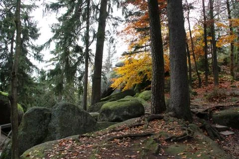 Autumn forest Stock Photos