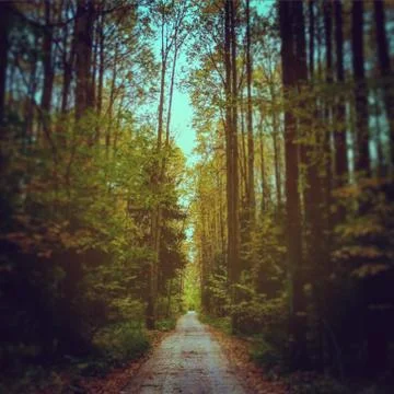 Autumn in the forest Stock Photos