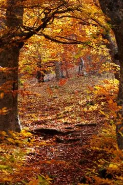 Autumn forest Stock Photos