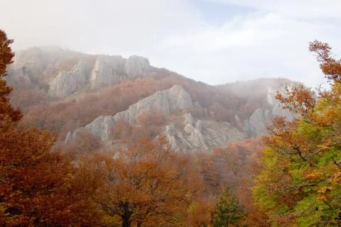 Autumn forest Stock Photos