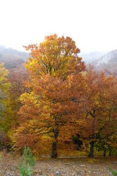 Autumn forest Stock Photos