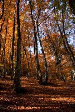 Autumn forest Stock Photos