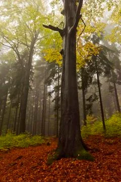 Autumn forest Stock Photos