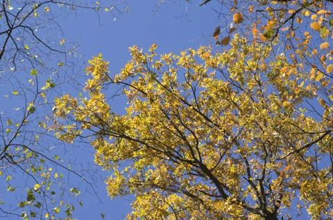 Autumn forest Stock Photos