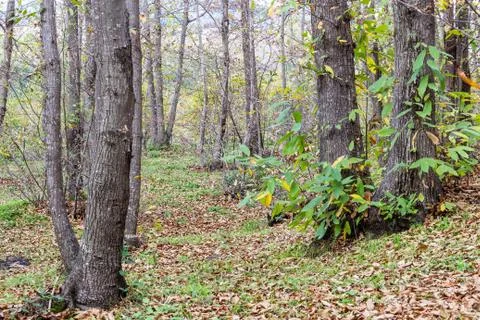 The Autumn Forest Stock Photos