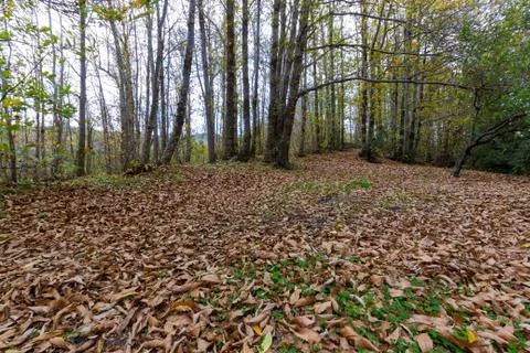 The Autumn Forest Stock-Fotos