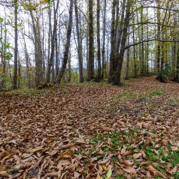 The Autumn Forest Stock Photos
