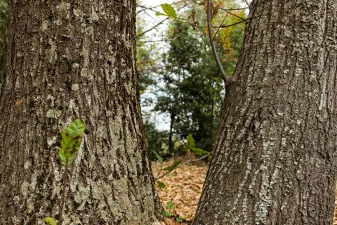 The Autumn Forest Stock Photos