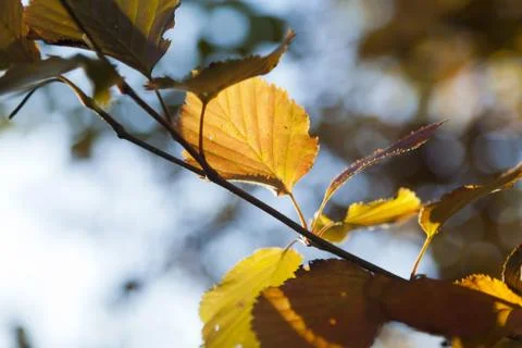 Autumn forest Stock Photos