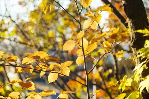 Autumn forest Stock Photos