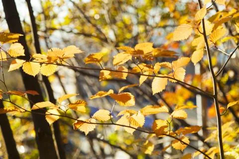 Autumn forest Stock Photos