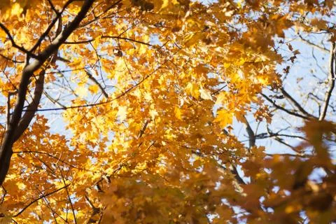 Autumn forest Stock Photos