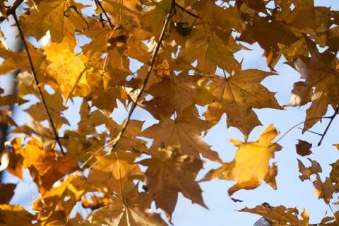 Autumn forest Stock Photos