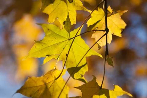 Autumn forest Stock Photos