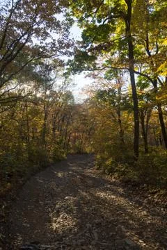 Autumn forest Stock Photos