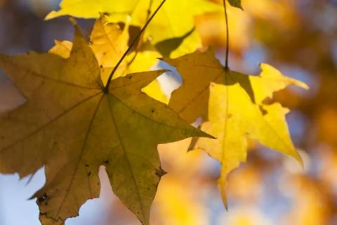 Autumn forest Foto stock