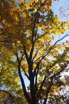 Autumn forest Stock Photos