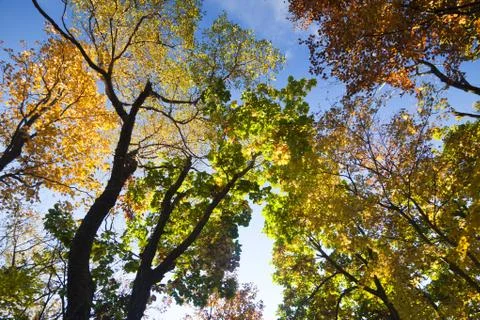 Autumn forest Stock Photos
