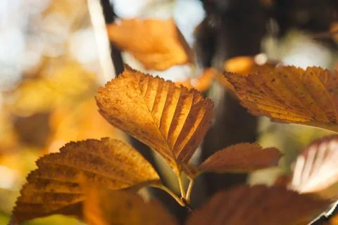 Autumn forest Stock Photos