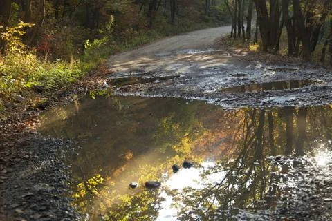 Autumn forest Stock Photos