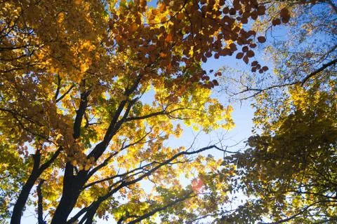 Autumn forest Stock Photos