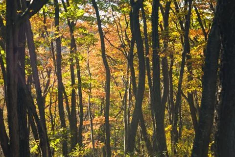 Autumn forest Stock Photos
