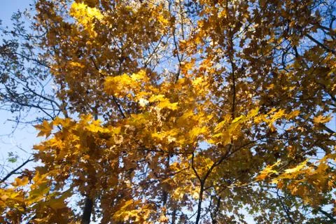 Autumn forest Stock Photos