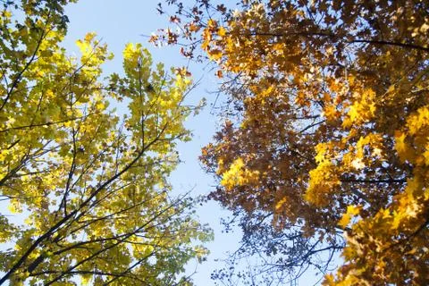 Autumn forest Stock Photos
