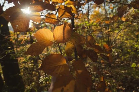 Autumn forest Stock Photos
