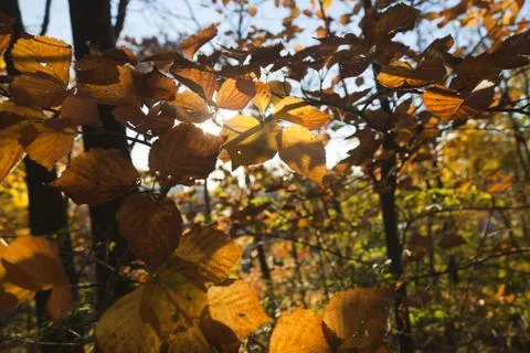 Autumn forest Stock Photos