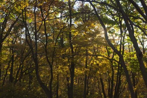 Autumn forest Stock Photos