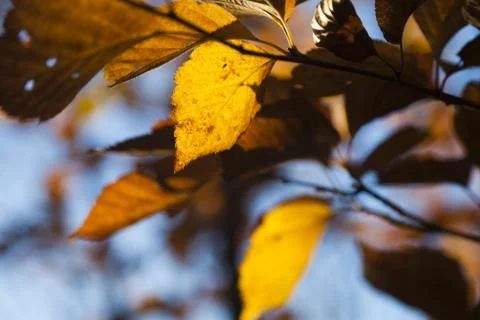 Autumn forest Stock Photos