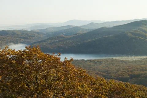 Autumn forest Stock Photos