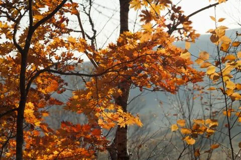 Autumn forest Stock Photos