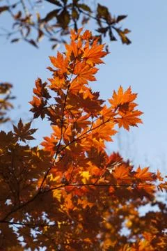 Autumn forest Stock Photos