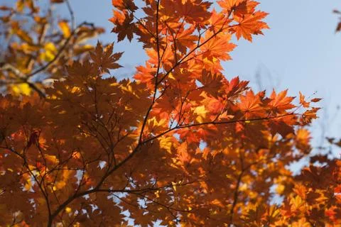 Autumn forest Stock Photos