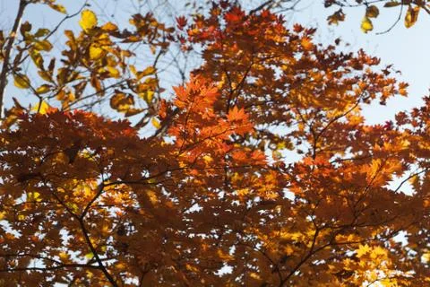 Autumn forest Stock Photos