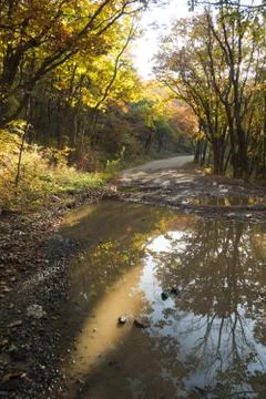 Autumn forest Stock Photos
