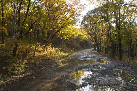Autumn forest Stock Photos