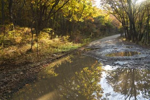 Autumn forest Stock Photos