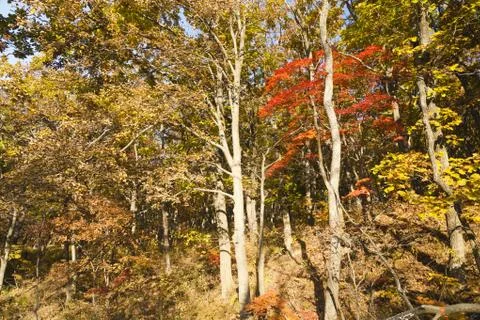 Autumn forest Stock Photos
