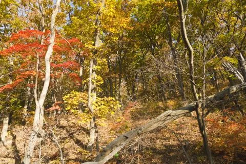 Autumn forest Stock Photos