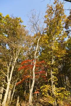 Autumn forest Stock Photos