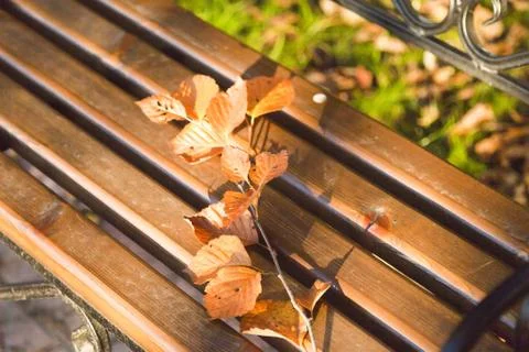 Autumn forest Stock Photos