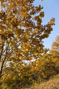 Autumn forest Stock Photos